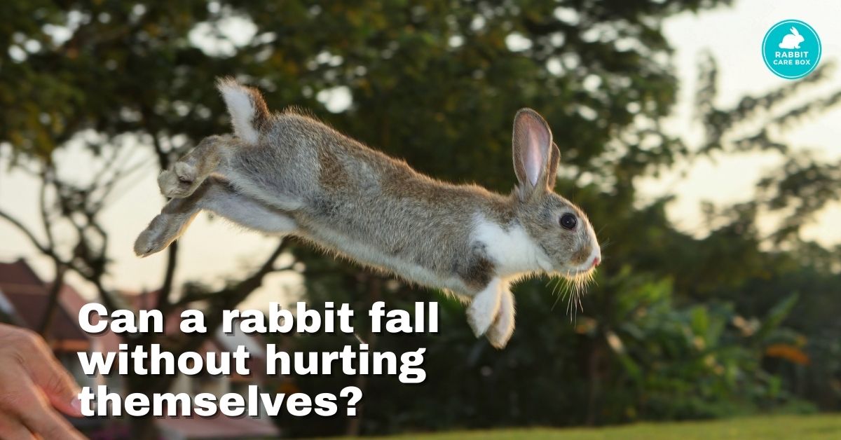 How high can a rabbit jump? Need To Know