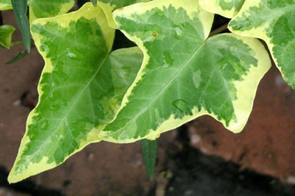 Best Plants for a Wooded Shade Garden HubPages