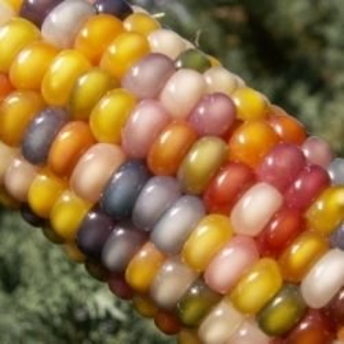 Glass Gem Corn The Crown Jewel of Heirloom Seed Varieties Dengarden