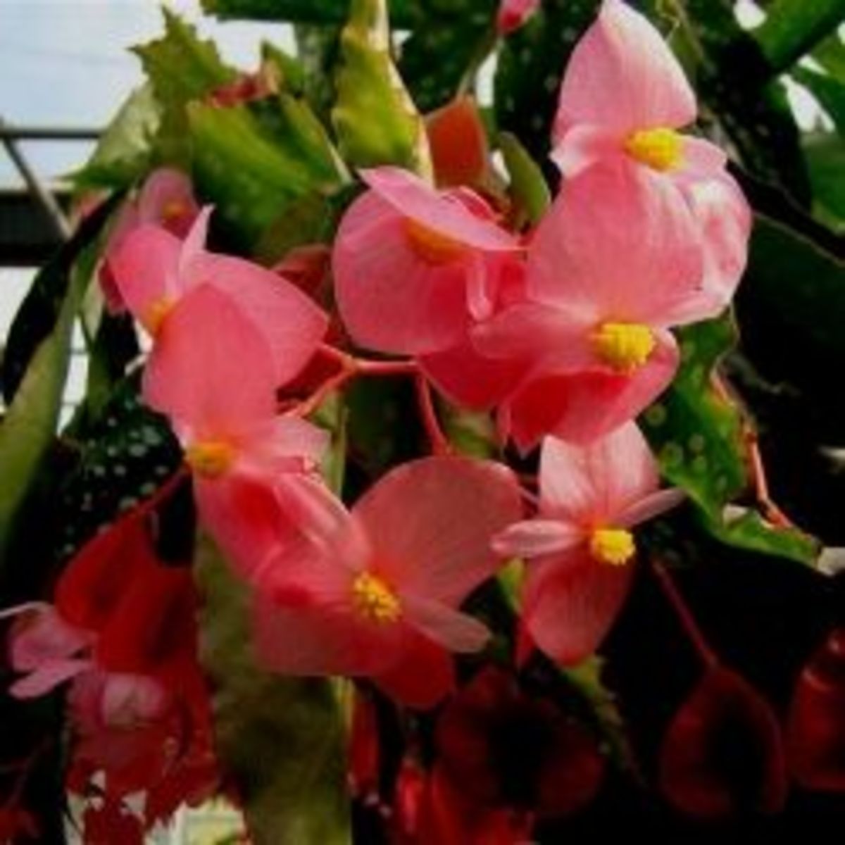 How to Grow Begonias from Cuttings HubPages