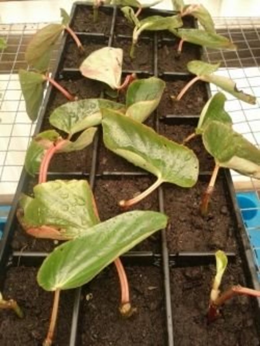 How to Grow Begonias from Cuttings