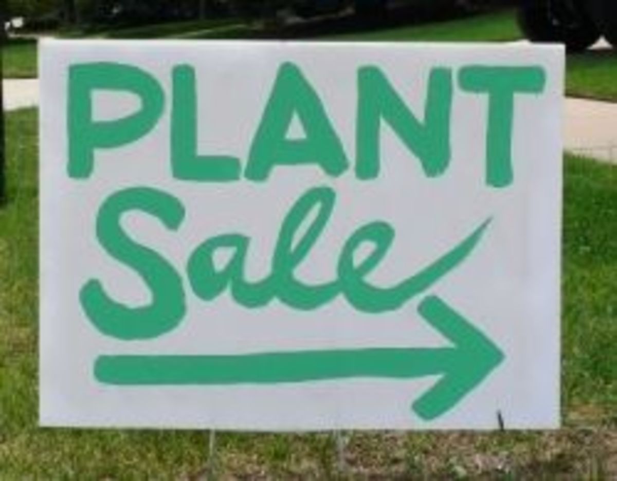 Where to Sell Your Plants Online HubPages