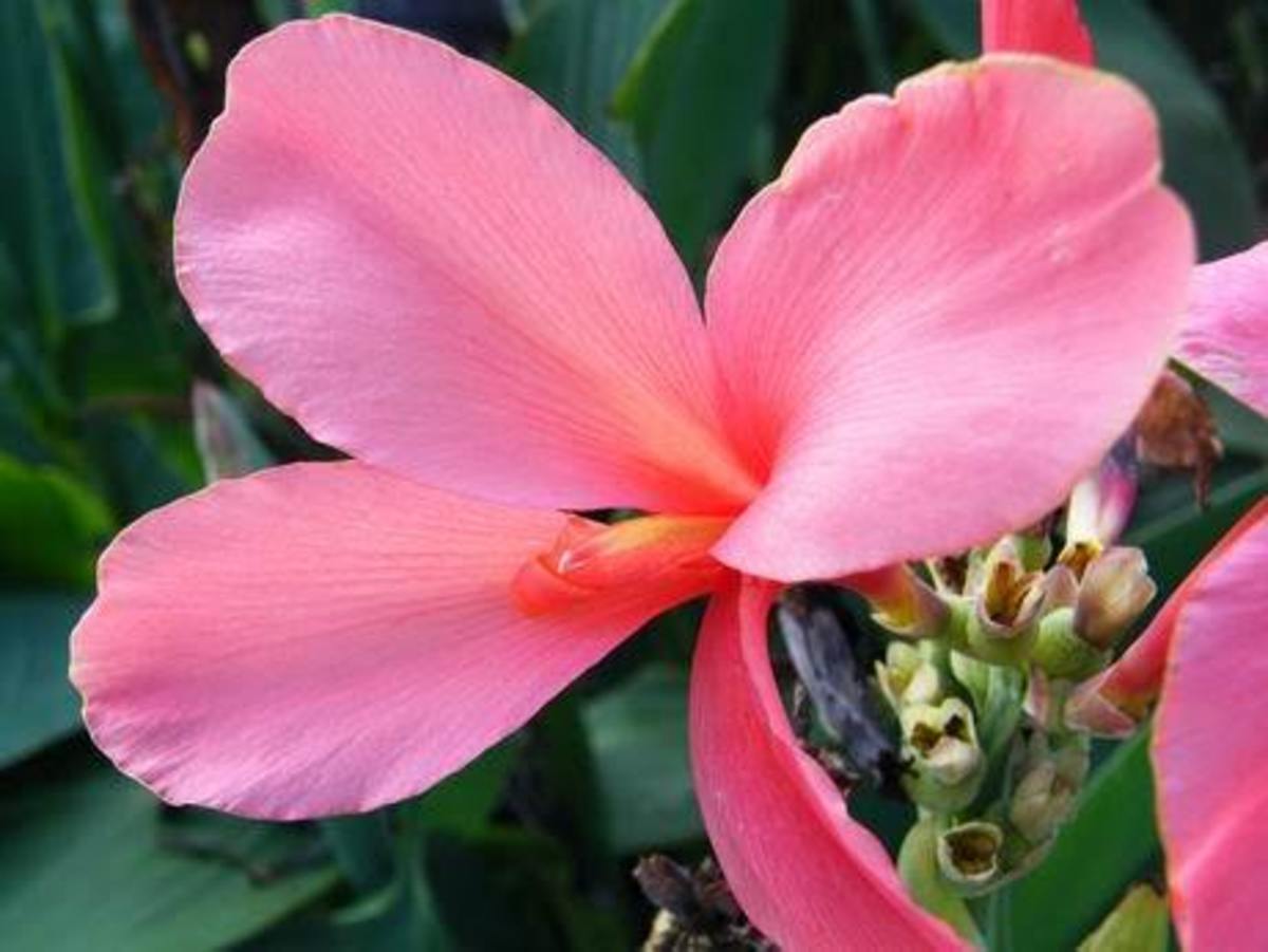 How to Grow Canna Lilies from Seed HubPages