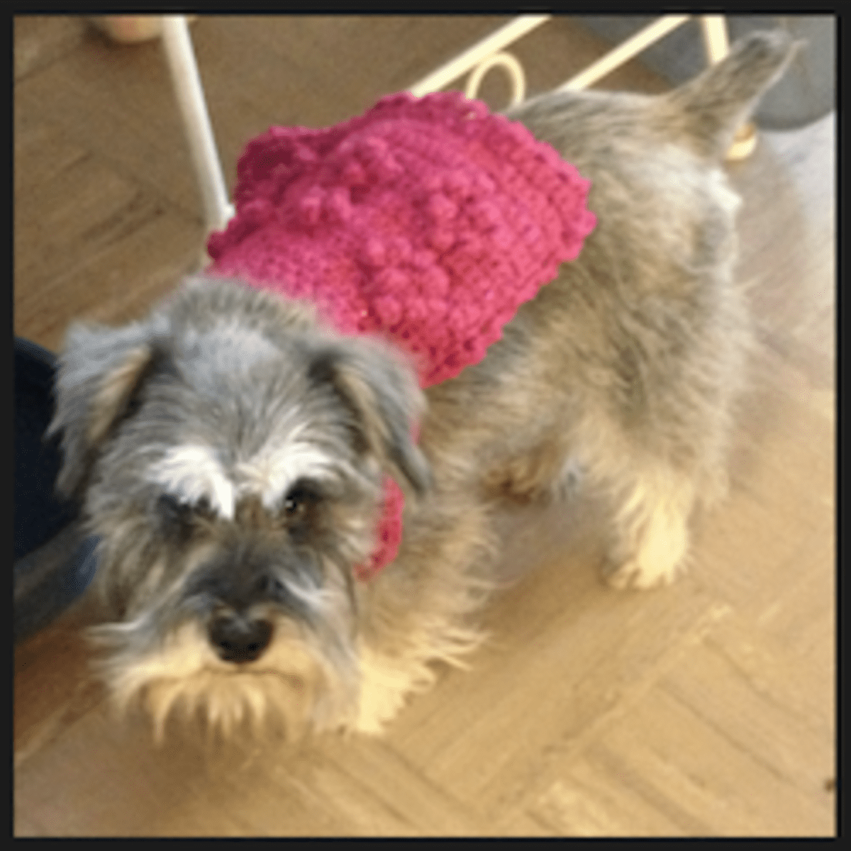 World's Easiest Custom Fit Dog Sweater Free Crochet Pattern! StayPut