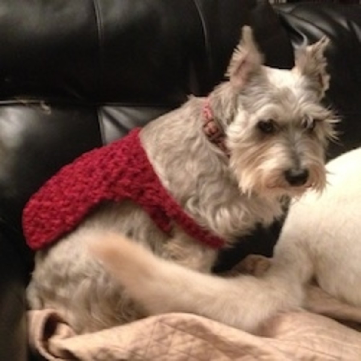 World's Easiest Custom Fit Dog Sweater Free Crochet Pattern! StayPut