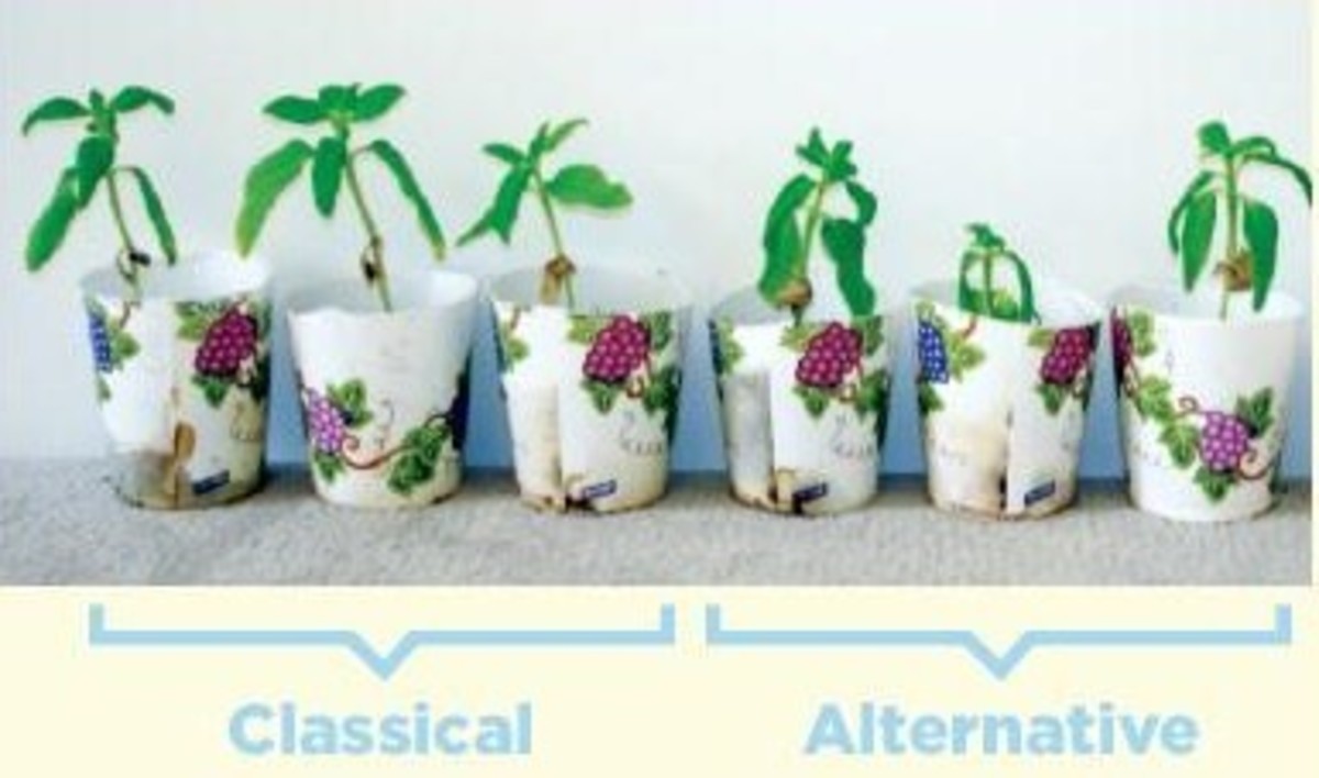 The Effect of Music on Plant Growth and Pests Owlcation