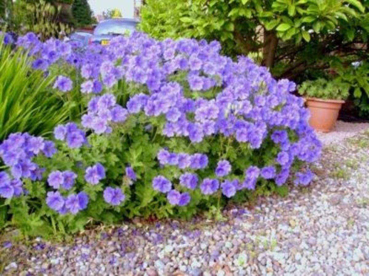 Back Care In The Garden Tips, Tools and Exercises To Help. HubPages