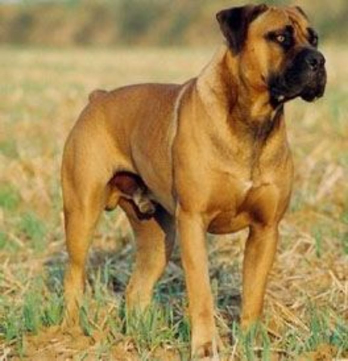 Top 10 Largest Dog Breeds PetHelpful