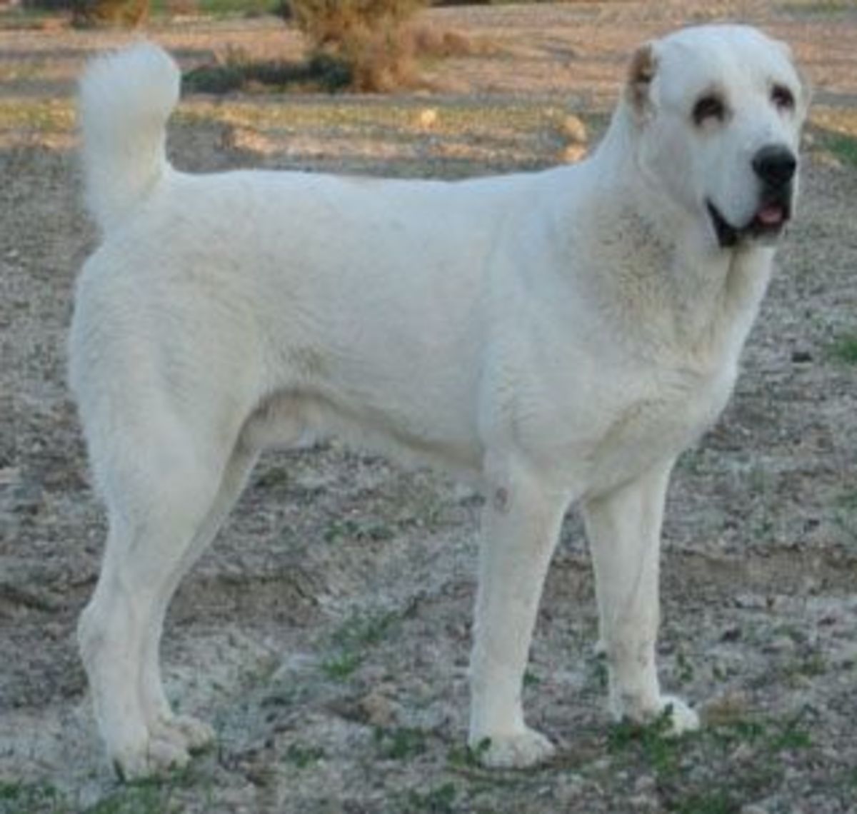 Top 10 Largest Dog Breeds PetHelpful