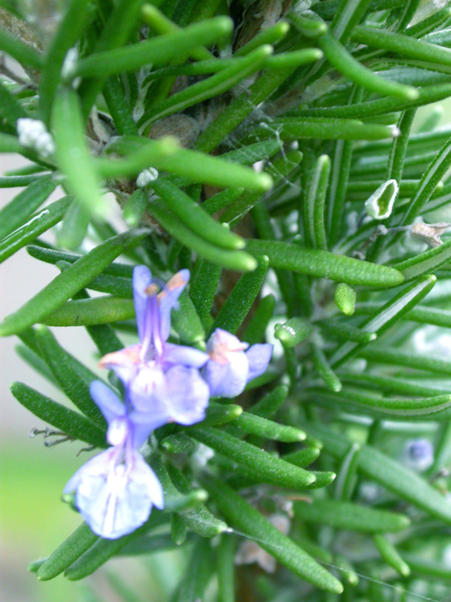 The 10 Best Plants for Your Pacific Northwest Garden HubPages