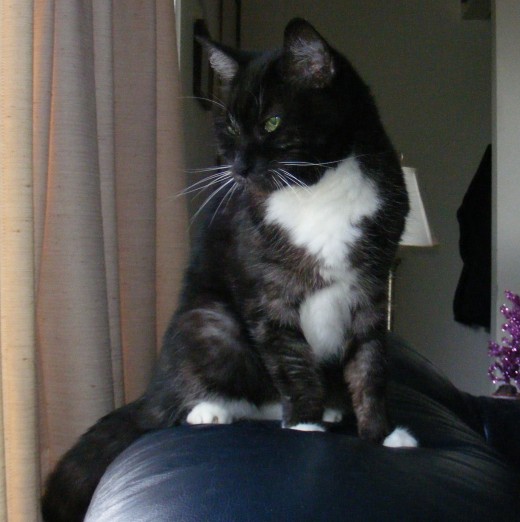 Names For A Pet Cat HubPages