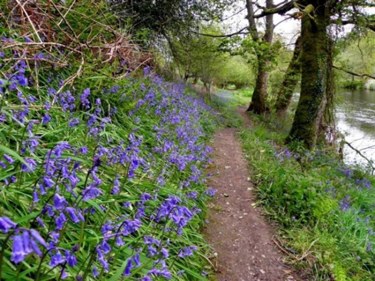 Wild Flowers of Ireland HubPages