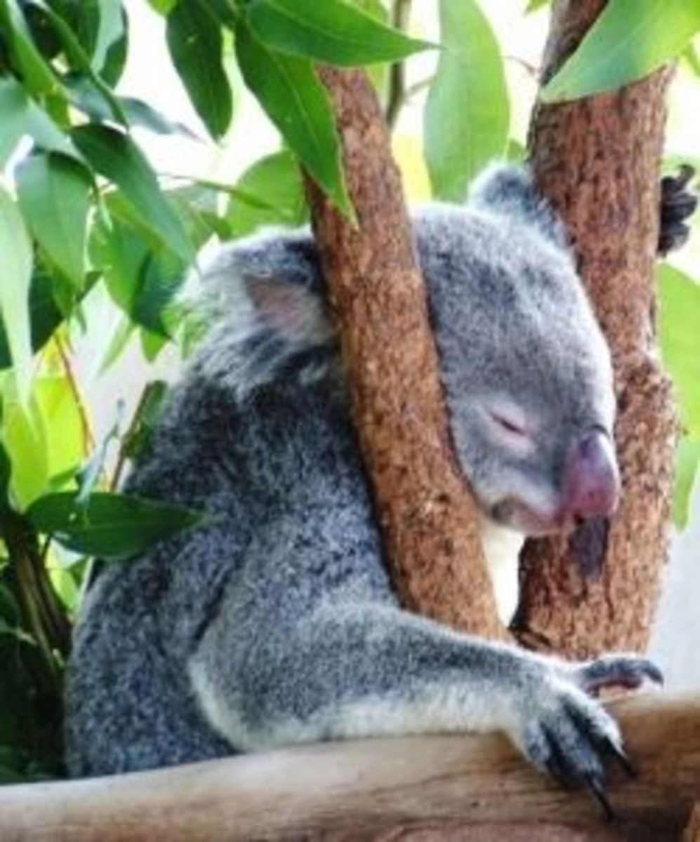 Koala Bears Facts hubpages