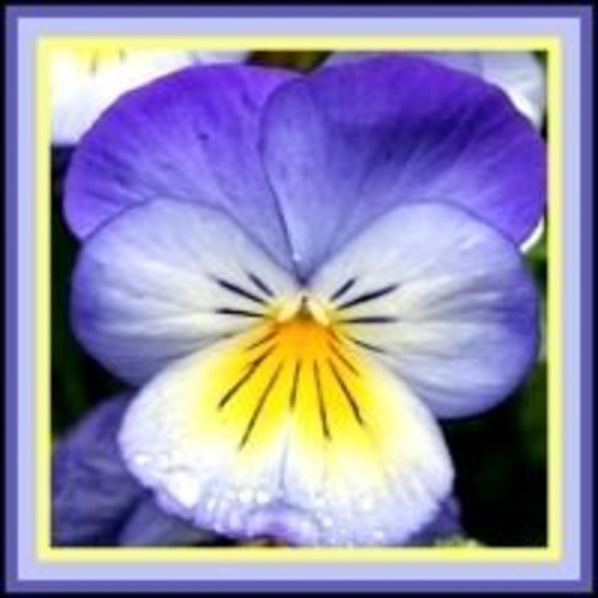 Beautiful & Delicious Pansy Flower Recipes HubPages