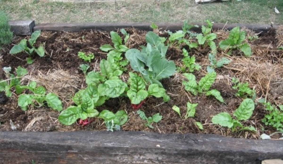 Easy No Dig Vegetable Garden