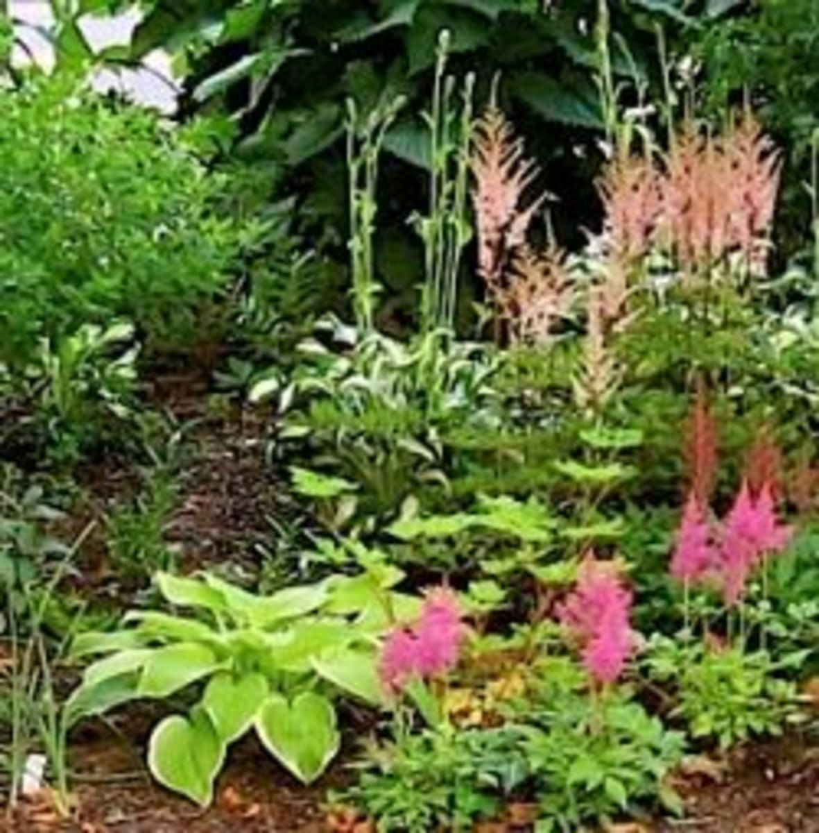 10 Awesome Easy Care Perennial Plants HubPages