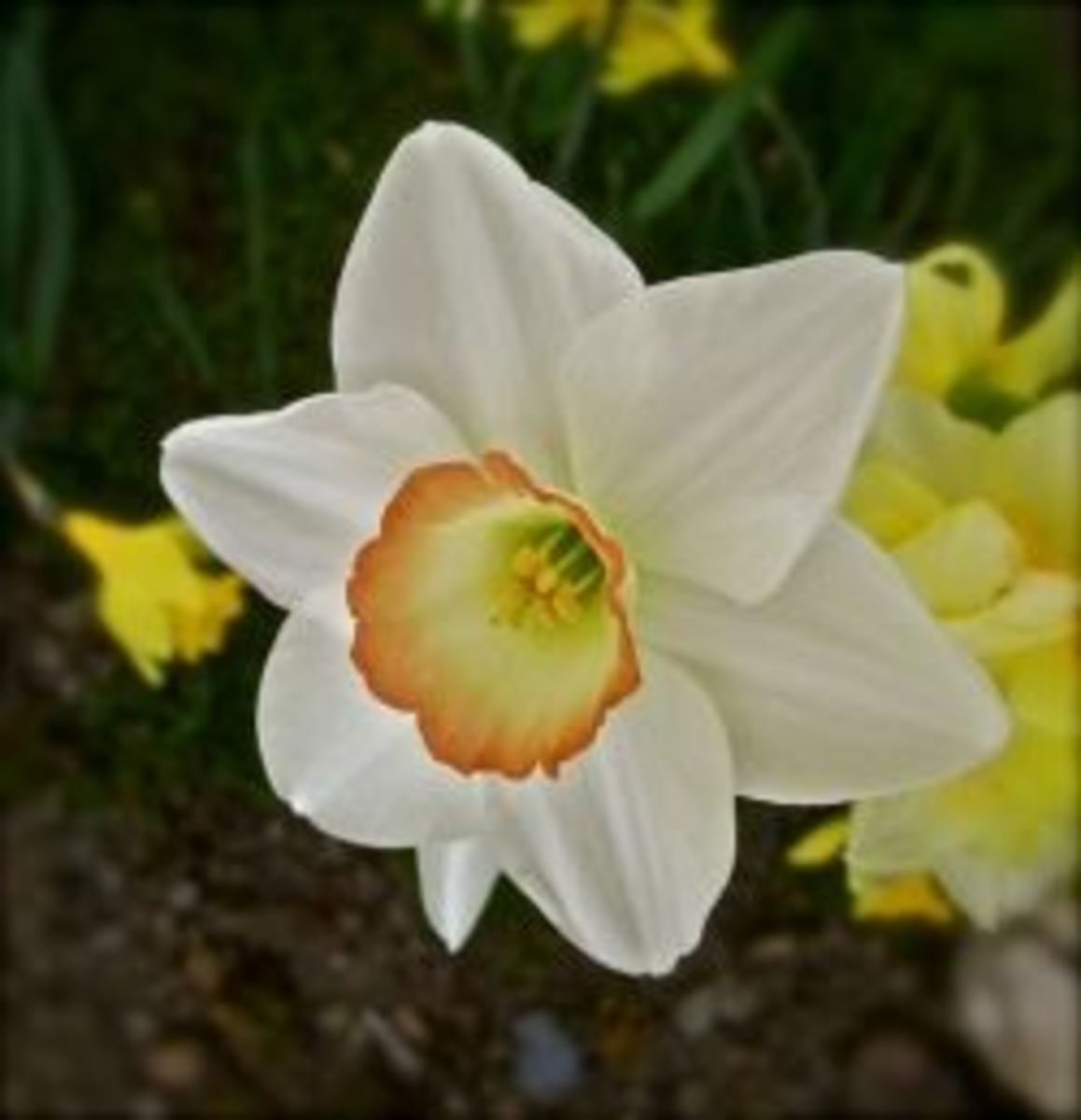 My Victorian Garden in Spring Heirloom Daffodils and Other Bulbs
