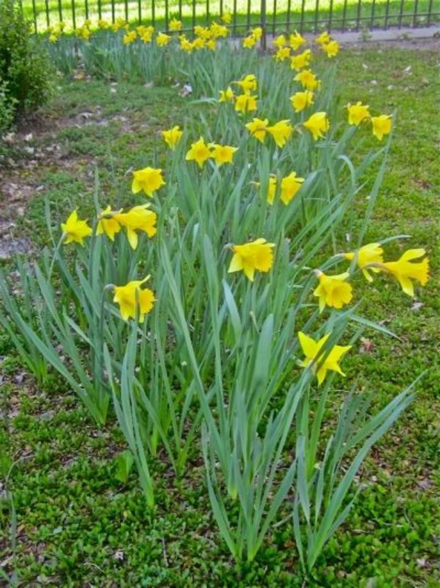 My Victorian Garden in Spring Heirloom Daffodils and Other Bulbs