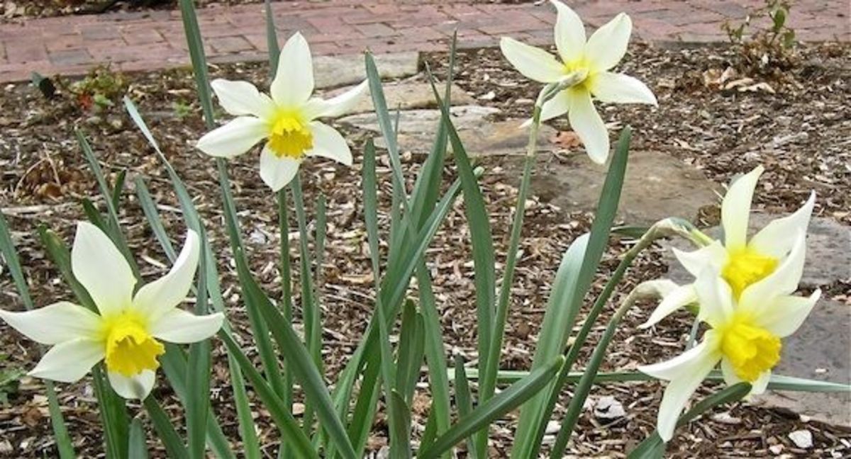 My Victorian Garden in Spring Heirloom Daffodils and Other Bulbs