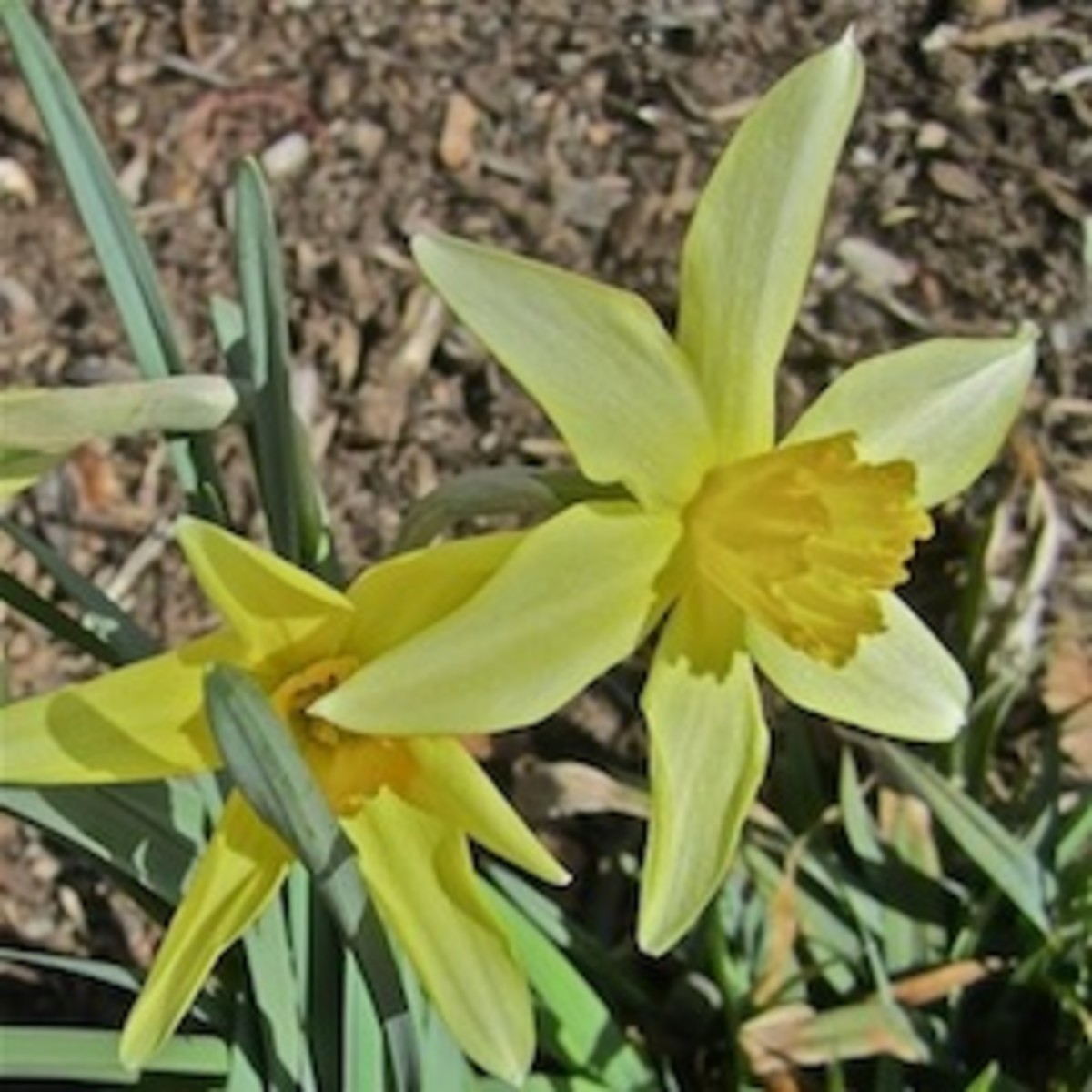 My Victorian Garden in Spring Heirloom Daffodils and Other Bulbs
