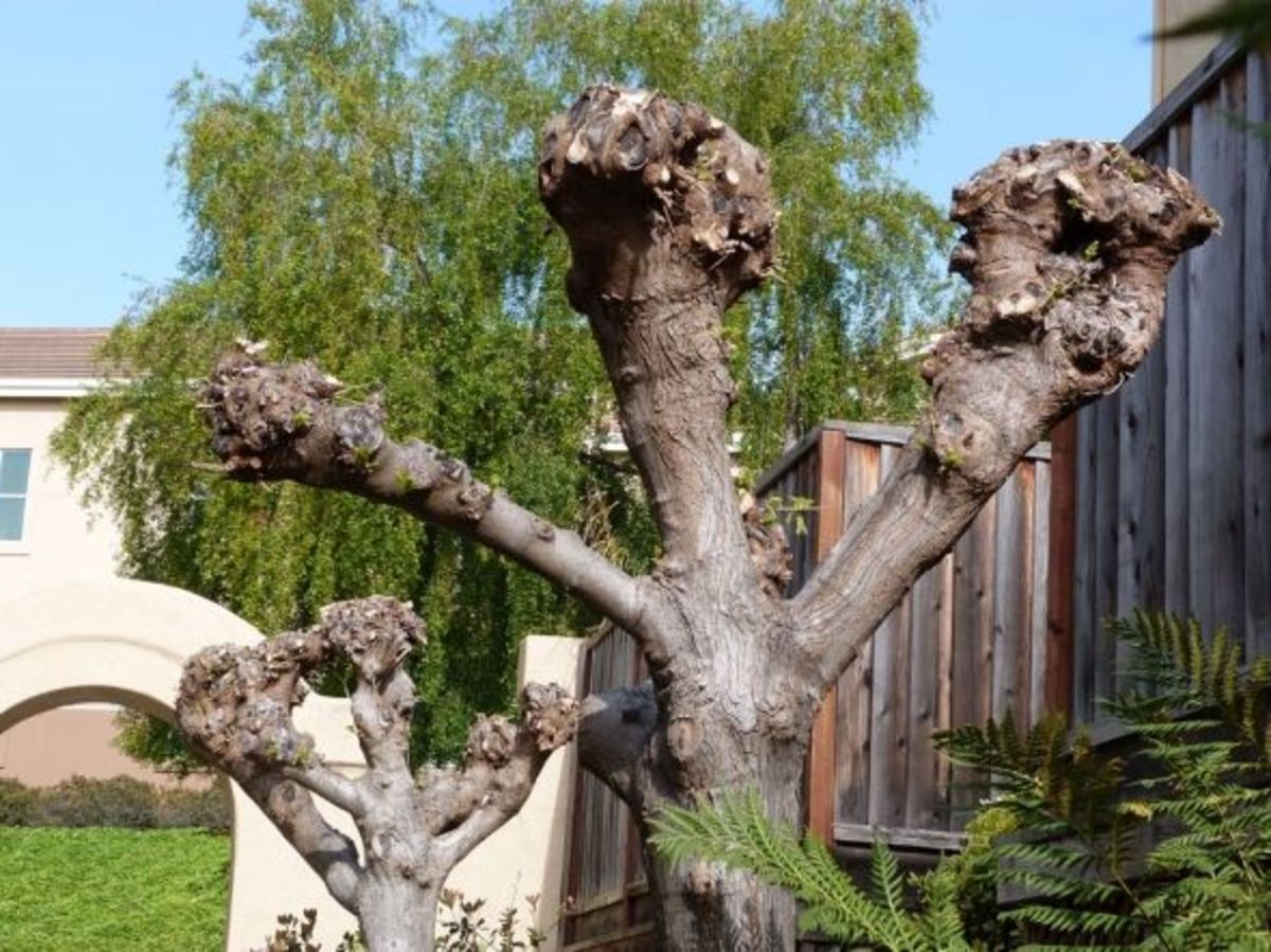 Pollarding Trees HubPages