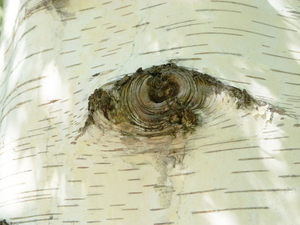 Cutleaf Weeping Birch Trees HubPages