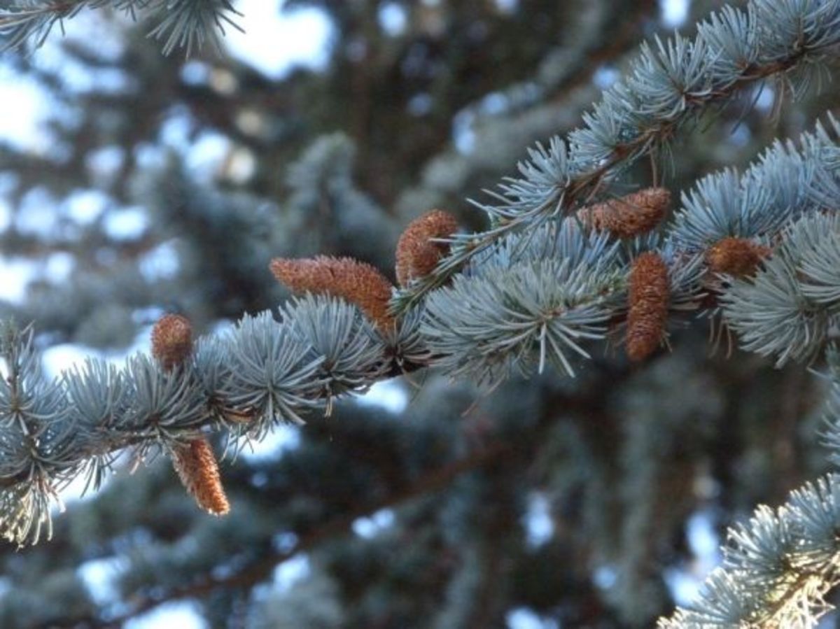 Pine Cone Fun Facts HubPages