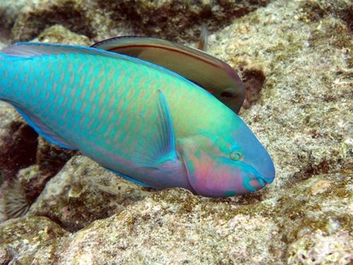 Big Island of Hawaii South Kona Coast HubPages