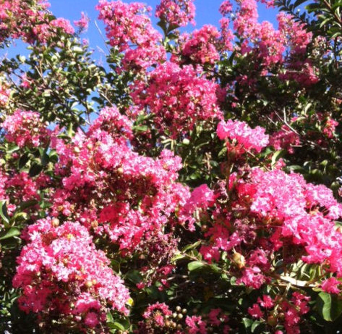 How to Get a Second Bloom Cycle on Crepe Myrtles HubPages