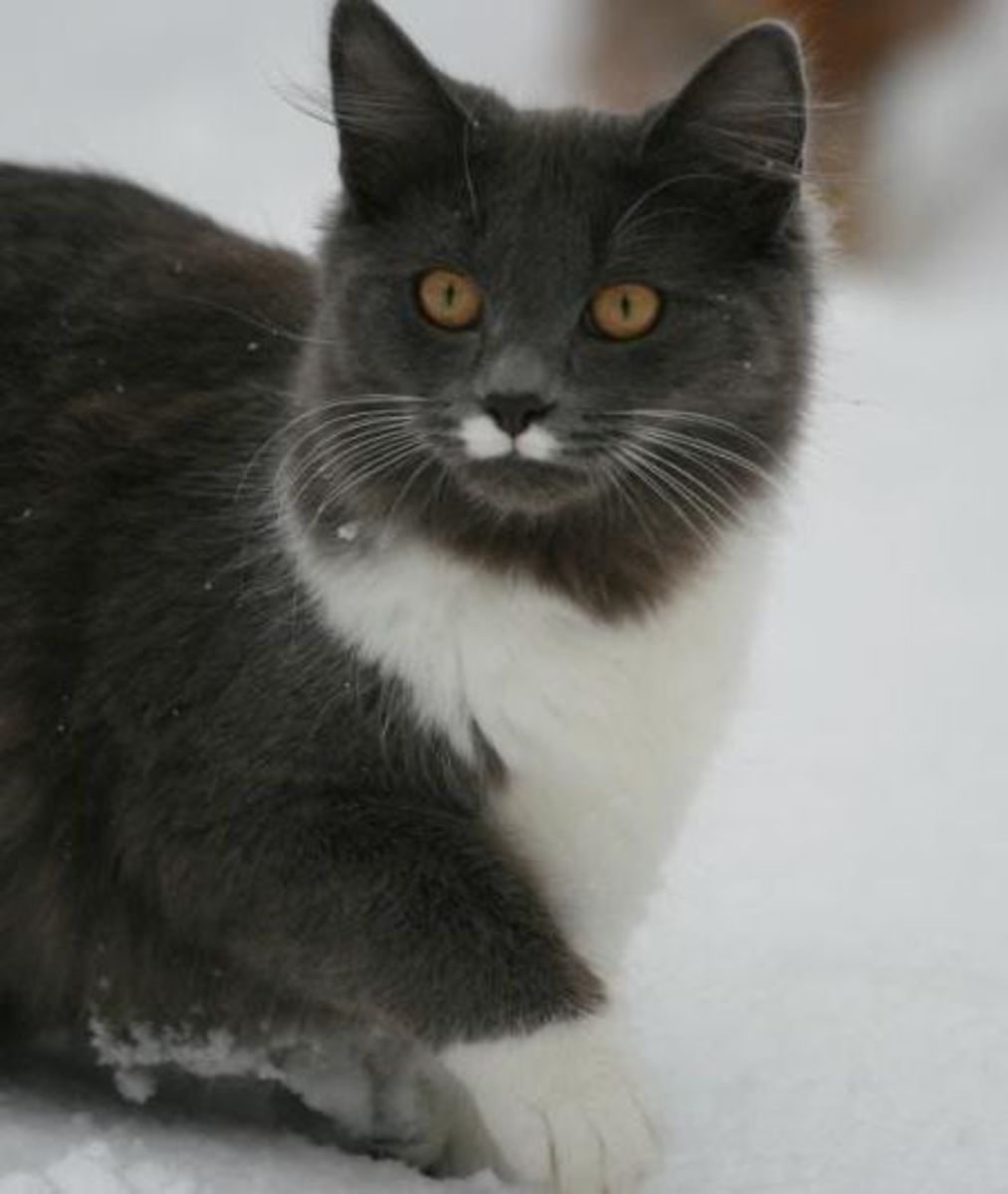 All About CrossBreed Cats Our MaineCoon Ragdoll PetHelpful
