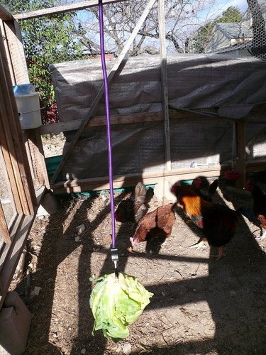 Toys and Activities for Pet Chickens hubpages
