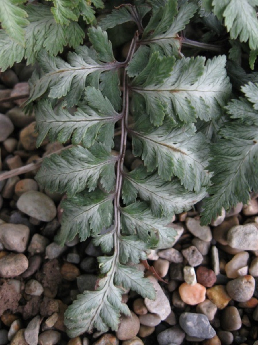 Deer Resistant Plants HubPages