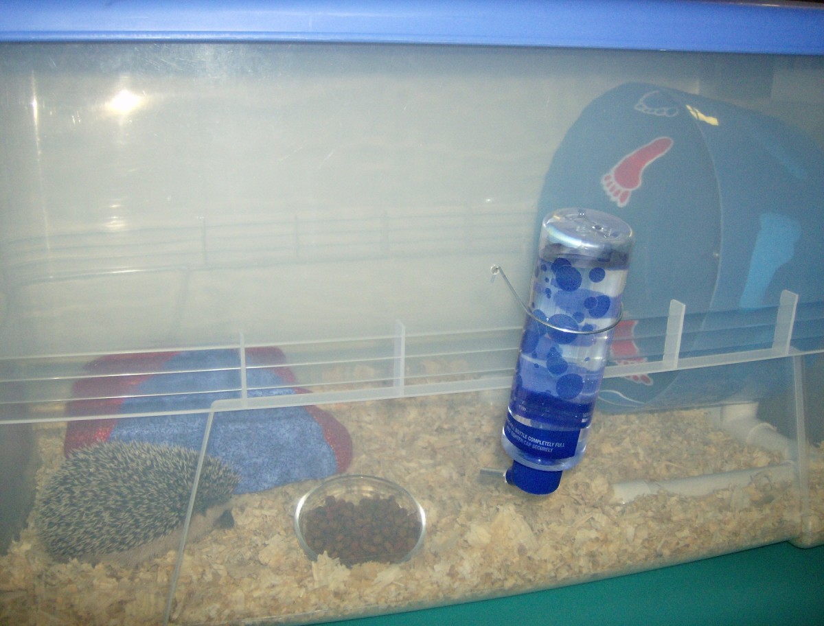 Housing a Pet Hedgehog PetHelpful