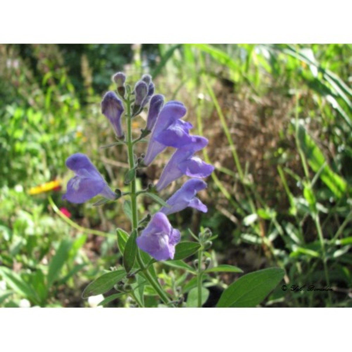 Skullcap Perennial Wildflower HubPages