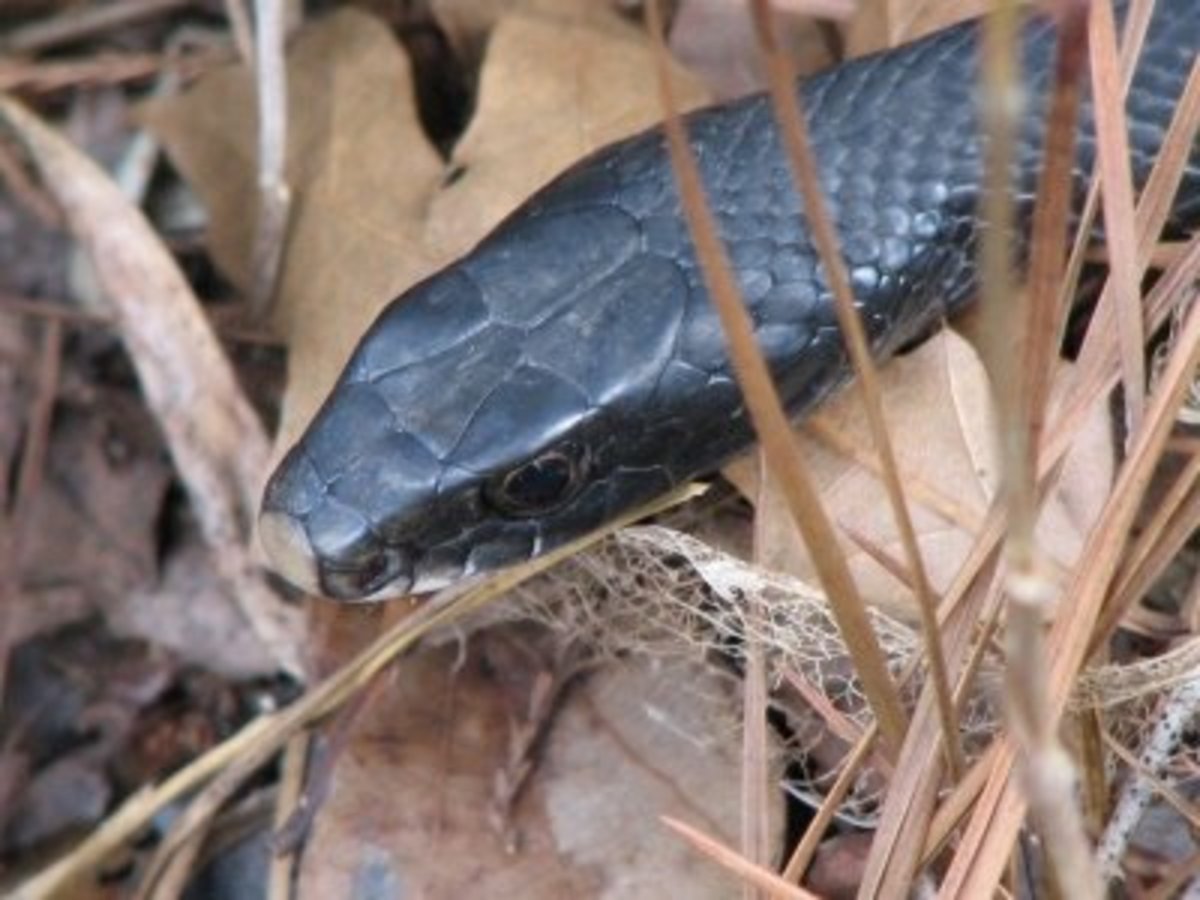 Black Racer Snake HubPages