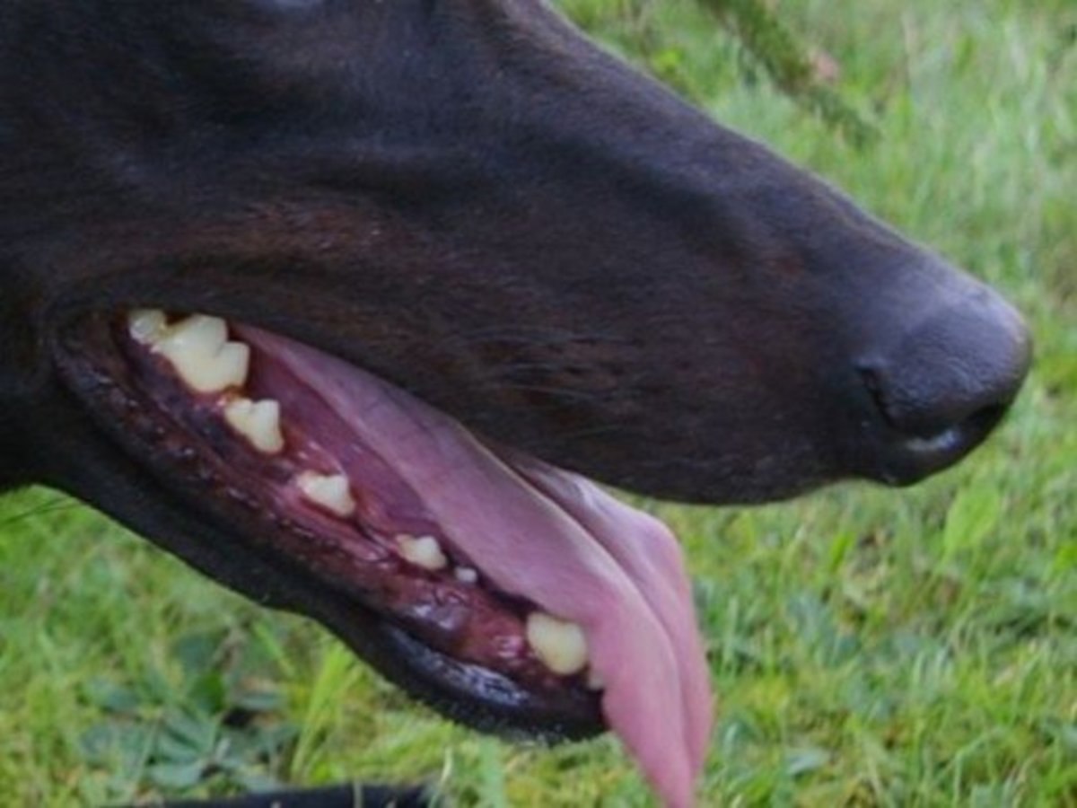 How to Brush your Greyhounds Teeth HubPages