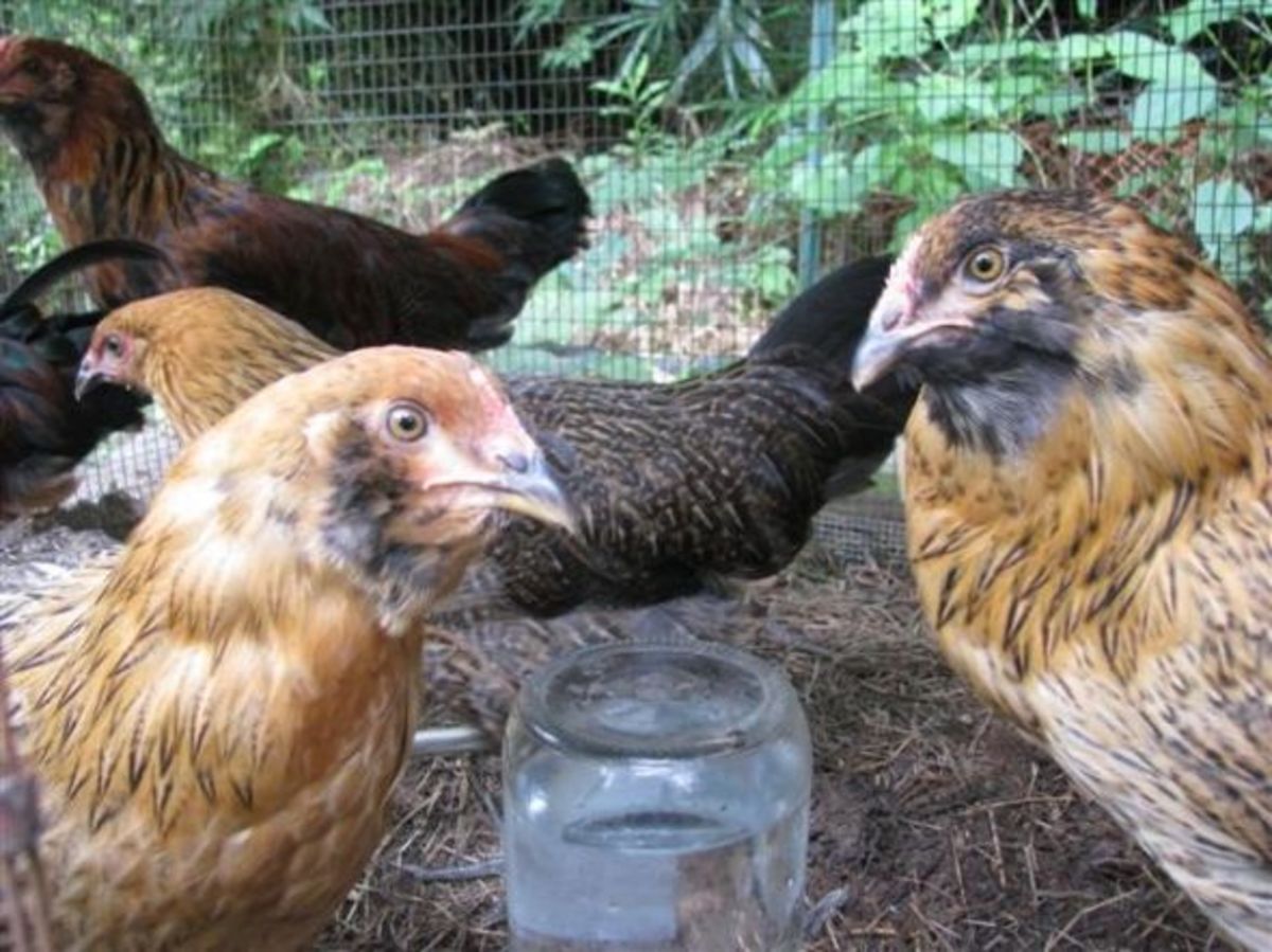 My Experience Raising Ameraucana Chickens From Pullets to Hens PetHelpful