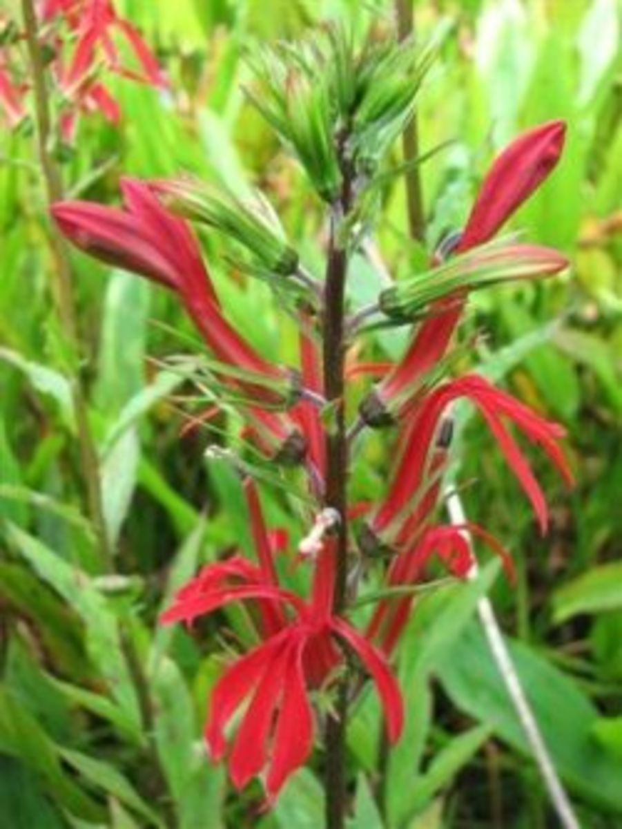 15 Easy to Grow Southern Wildflowers HubPages