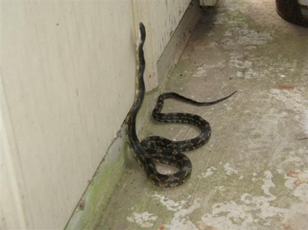 What You Should Know About Rat Snakes in Louisiana Owlcation