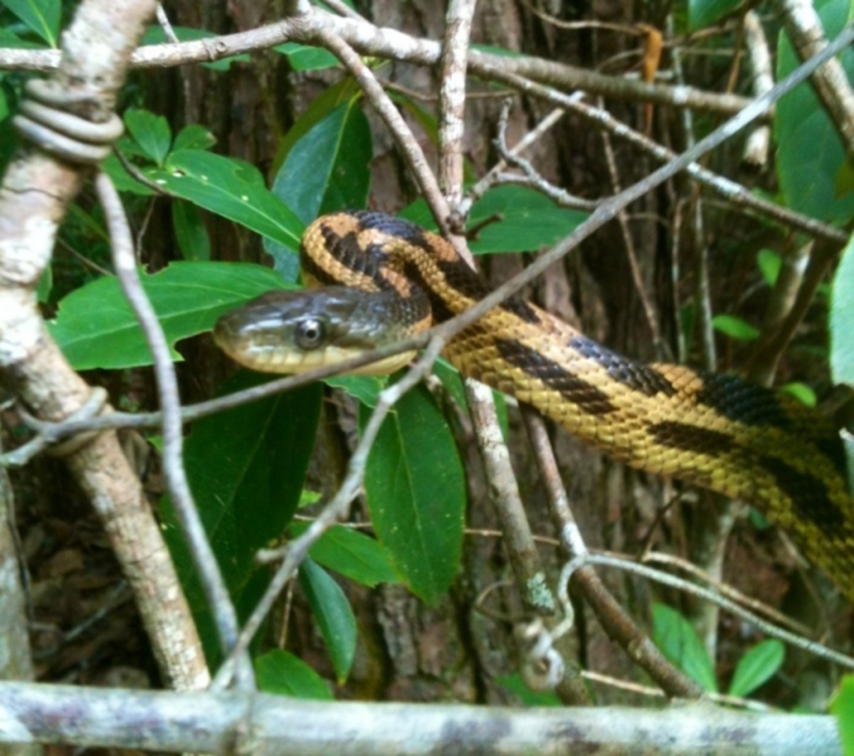 What You Should Know About Rat Snakes in Louisiana Owlcation