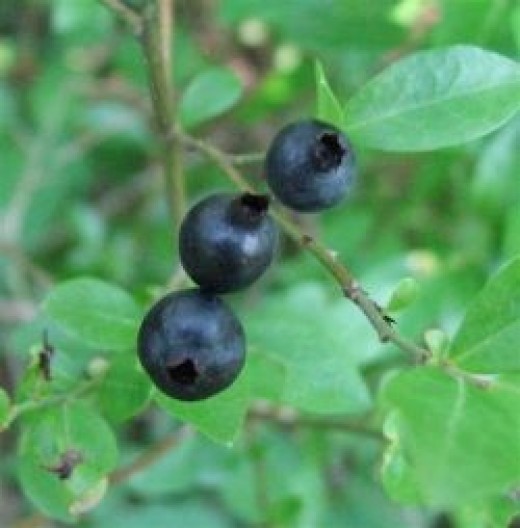 YouPick Blueberries in South Louisiana HubPages