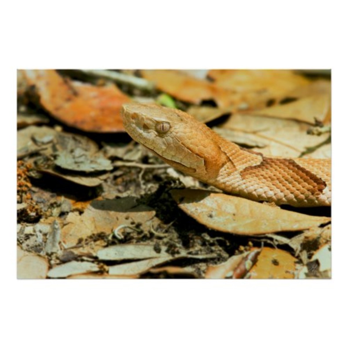 Copperhead Snake in Louisiana HubPages