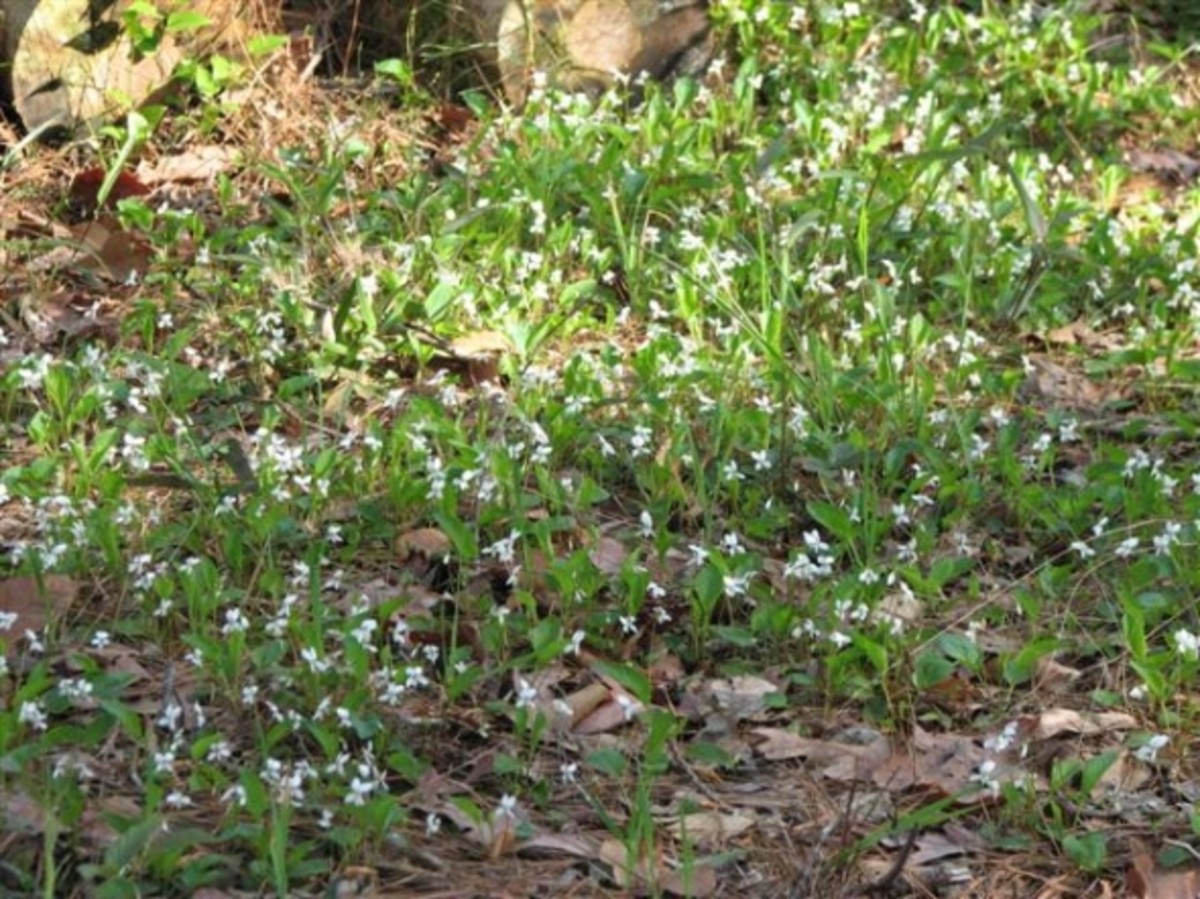 Native Violas and Violets of Louisiana HubPages