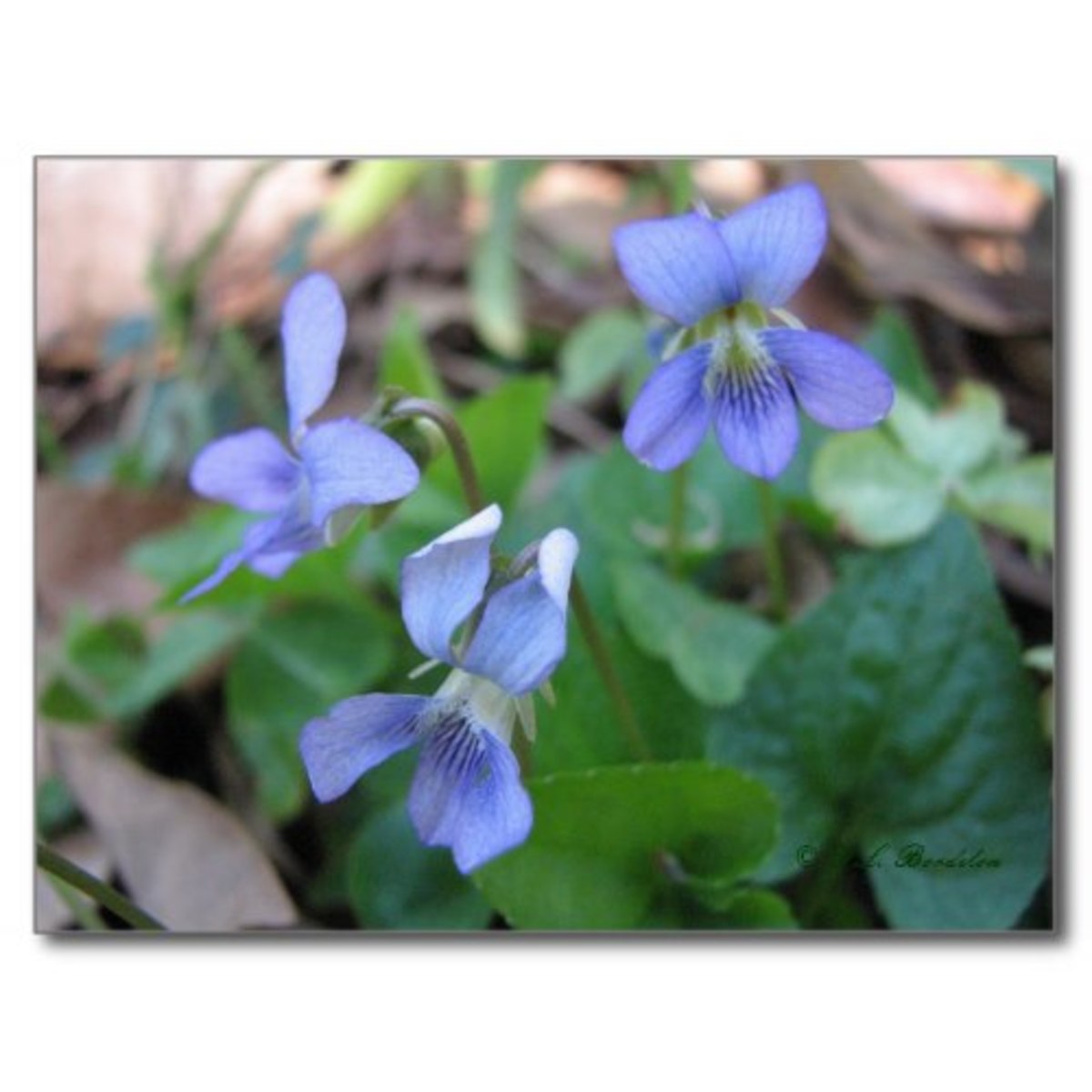 Native Violas and Violets of Louisiana HubPages