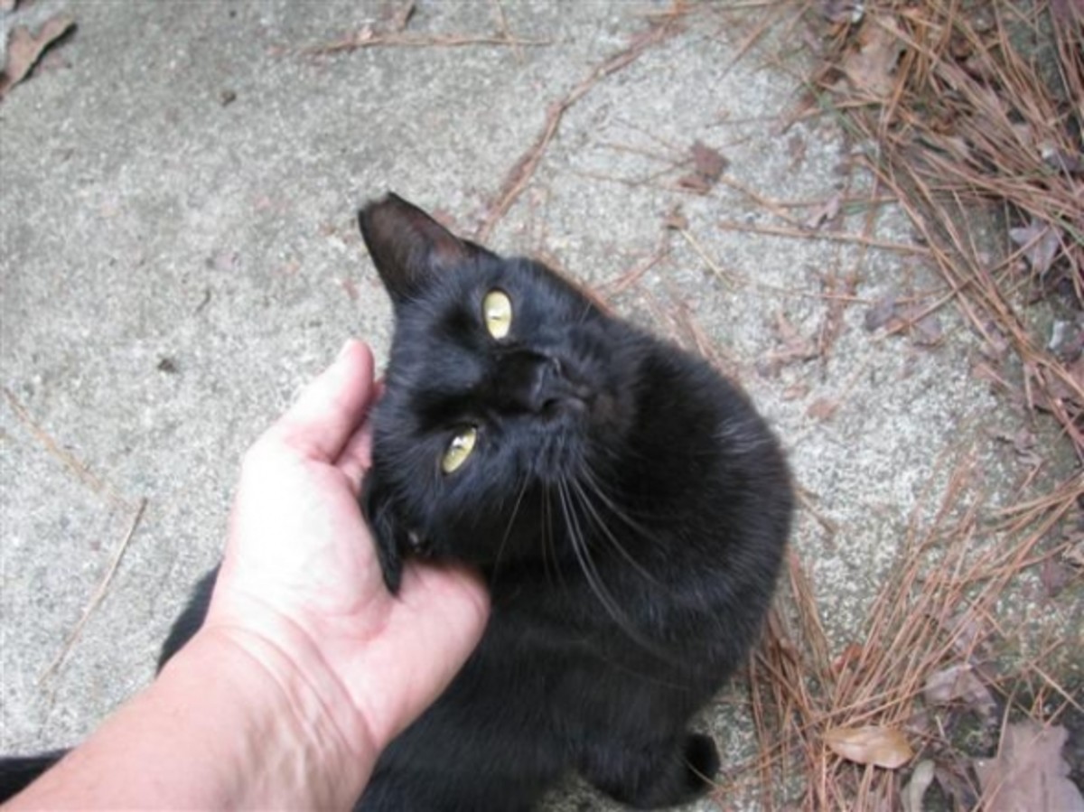 Pepper the Black Cat Katrina Survivor to Forever Home HubPages