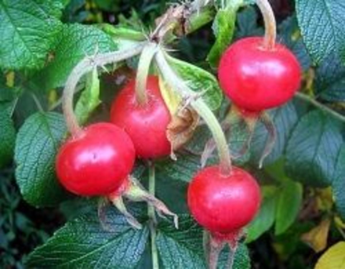 The Parts of a Rose Flower HubPages