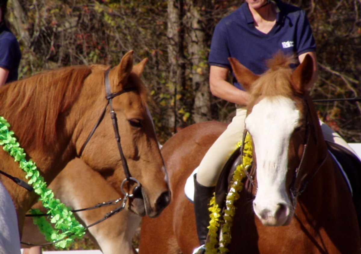 Would Your Horse Make a Good Therapy Horse? PetHelpful