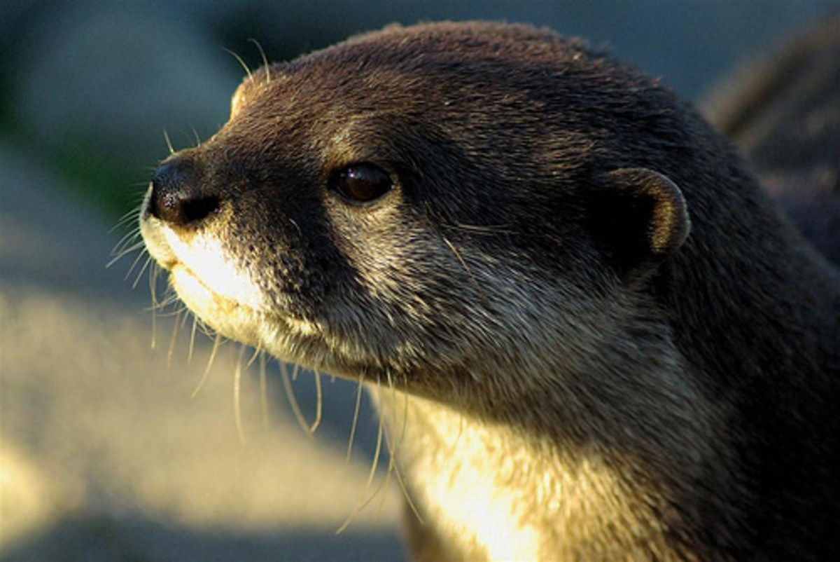 Top 30 cutest animals in the world HubPages