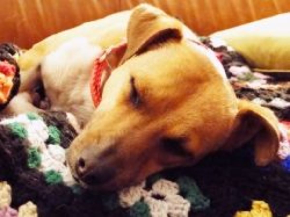 Terrific Terriers; Loving Life With Your Jack Russell or Rat Terrier