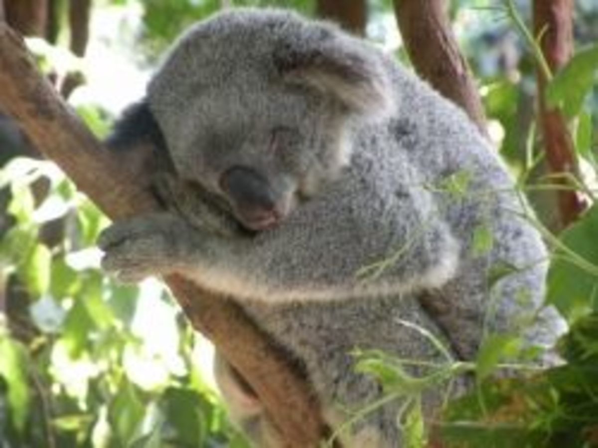 Cuddly Koalas HubPages